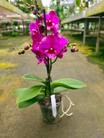 Load image into Gallery viewer, Phalaenopsis Tying Shin Black Bear - Big Lip