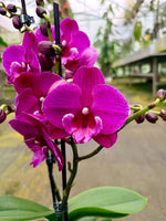 Load image into Gallery viewer, Phalaenopsis Tying Shin Black Bear - Big Lip