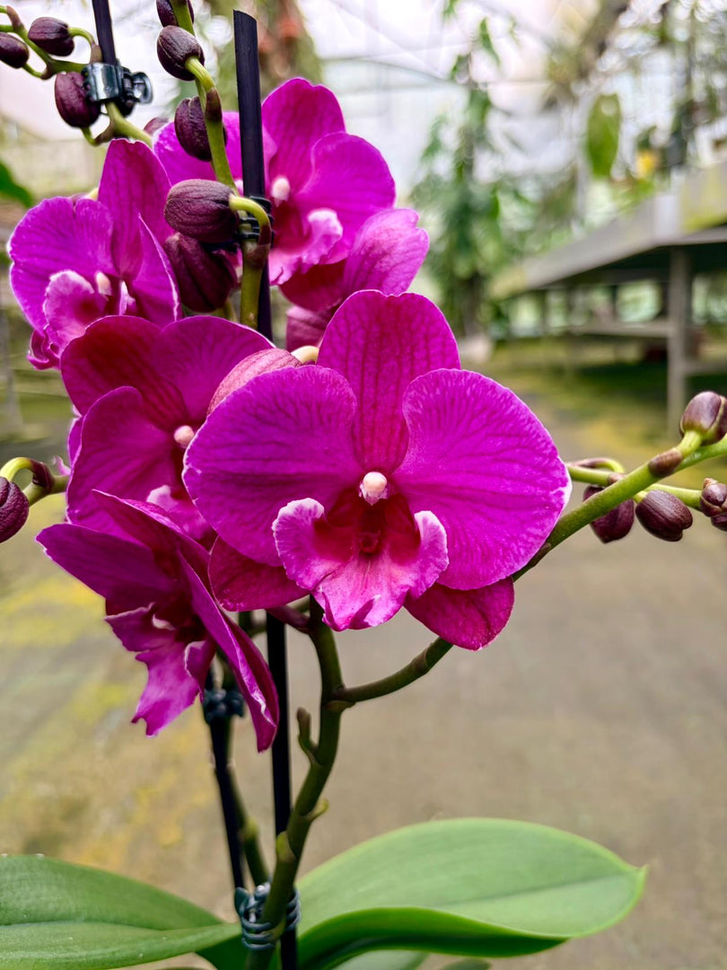 Phalaenopsis Tying Shin Black Bear - Big Lip
