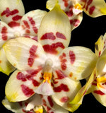 Carica l&#39;immagine nel visualizzatore Galleria, Phalaenopsis Yaphon Gelacea
