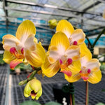 Load image into Gallery viewer, Phalaenopsis Yen Shuai Sweet Girl 'Shiny Girl'