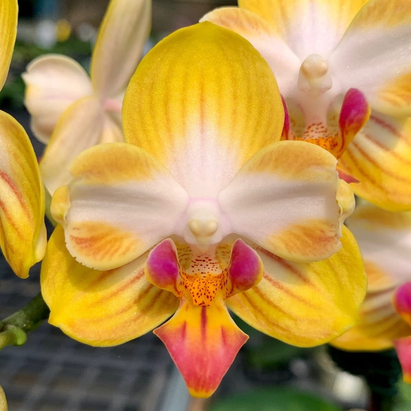 Phalaenopsis Yen Shuai Sweet Girl 'Shiny Girl'