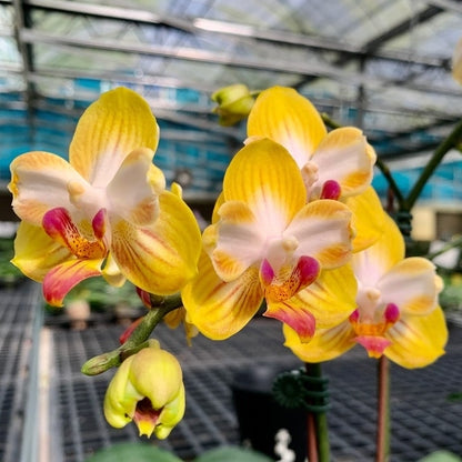 Phalaenopsis Yen Shuai Sweet Girl 'Shiny Girl'