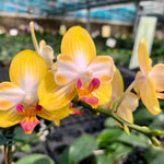 Load image into Gallery viewer, Phalaenopsis Yen Shuai Sweet Girl 'Shiny Girl'