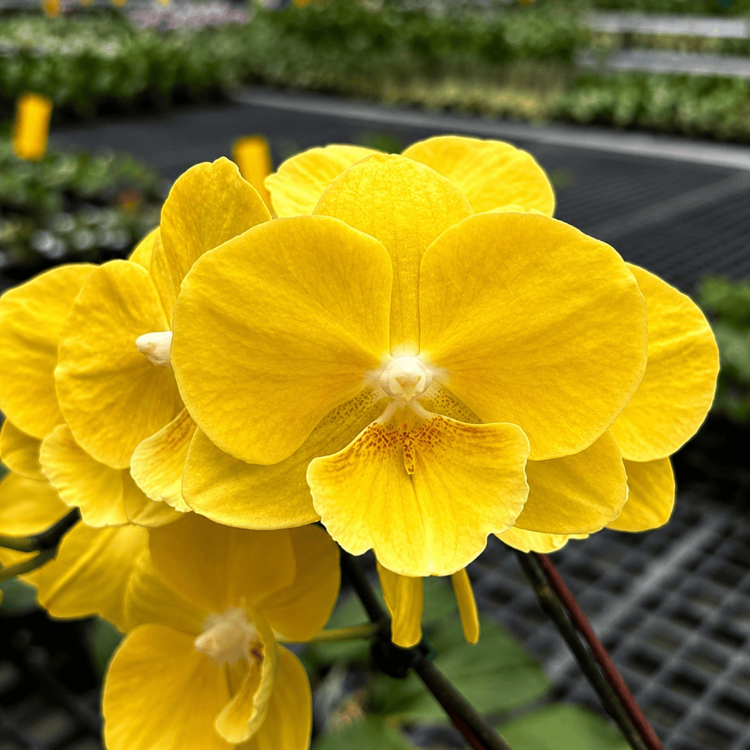 Phalaenopsis Younghome Lemon Yellow