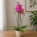 Chargez l'image dans la visionneuse de galerie, Phalaenopsis Fong Tien's Amapearl 'Cone Pearl CL913G'
