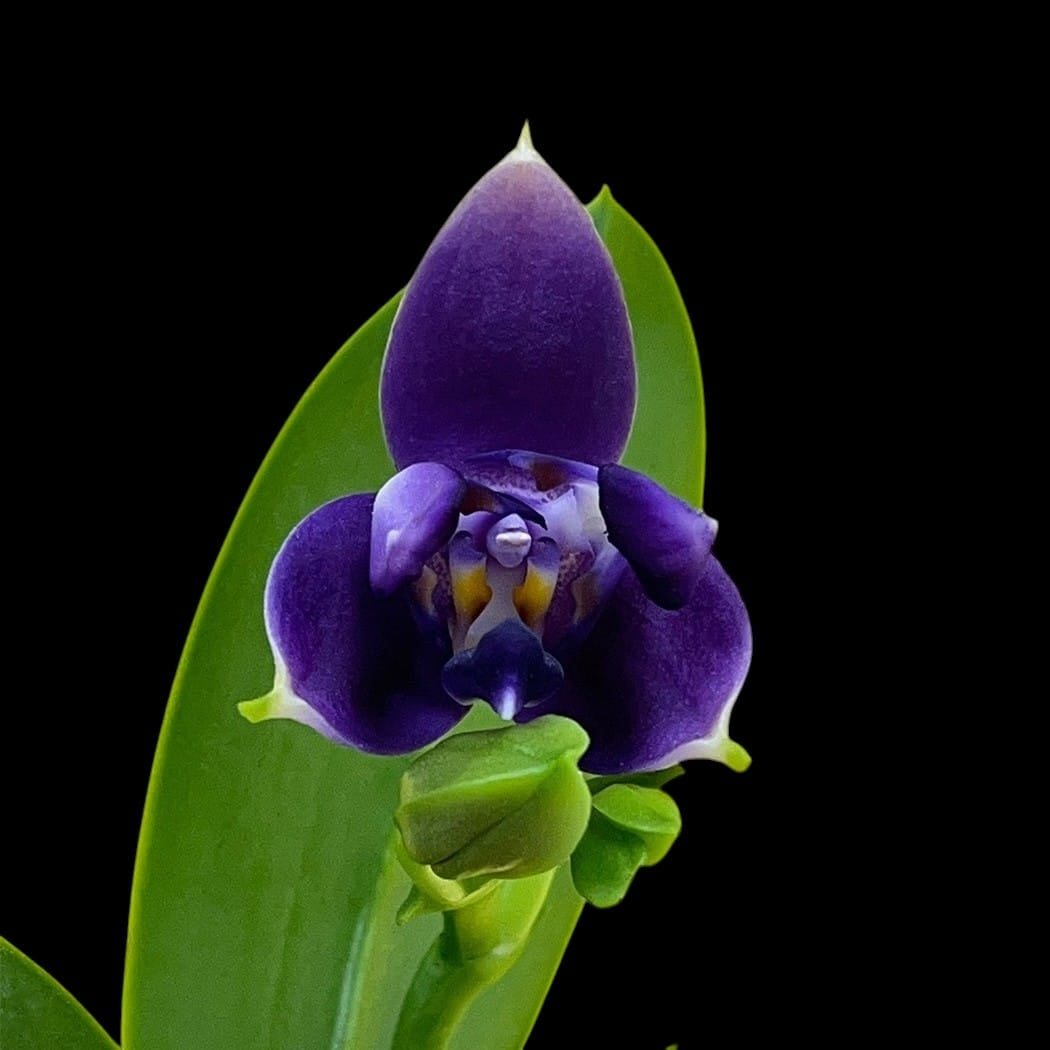 Phalaenopsis violacea var. indigo (3-lips)