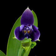 Phalaenopsis violacea var. indigo (3-lips)
