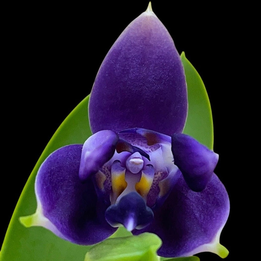 Phalaenopsis violacea var. indigo (3-lips)