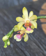 Load image into Gallery viewer, Phalaenopsis deliciosa