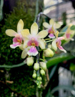 Load image into Gallery viewer, Phalaenopsis deliciosa