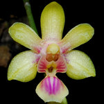 Load image into Gallery viewer, Phalaenopsis deliciosa