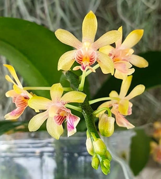 Phalaenopsis deliciosa