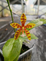 Load image into Gallery viewer, Phalaenopsis Doris Blomquist (amboinensis × pantherina)