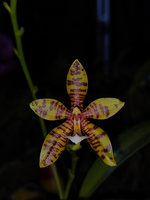 Load image into Gallery viewer, Phalaenopsis Doris Blomquist (amboinensis × pantherina)