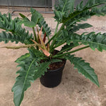 Carica l&#39;immagine nel visualizzatore Galleria, Philodendron &#39;Narrow Escape&#39;
