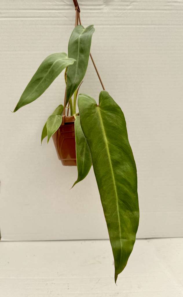 Philodendron Spiritus Sancti