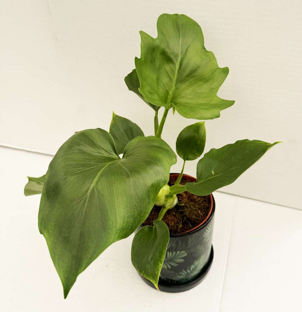 Philodendron warszewiczii