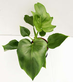 Load image into Gallery viewer, Philodendron warszewiczii
