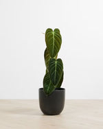 Carica l&#39;immagine nel visualizzatore Galleria, Philodendron melanochrysum
