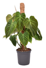 Carica l&#39;immagine nel visualizzatore Galleria, Philodendron Splendid (Melanochrysum x Verrucosum)
