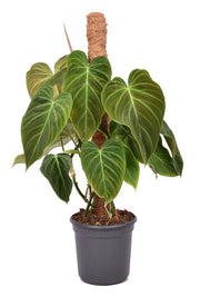 Philodendron Splendid (Melanochrysum x Verrucosum)