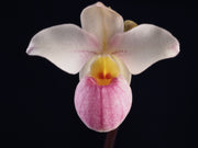 Phragmipedium schlimi