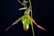 Phragmipedium Sorcerer's Apprentice