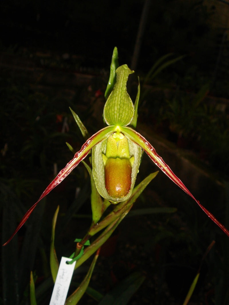 Phragmipedium longifolium