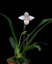 Phragmipedium schlimi