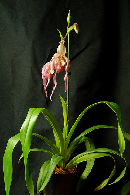 Phragmipedium schroderae