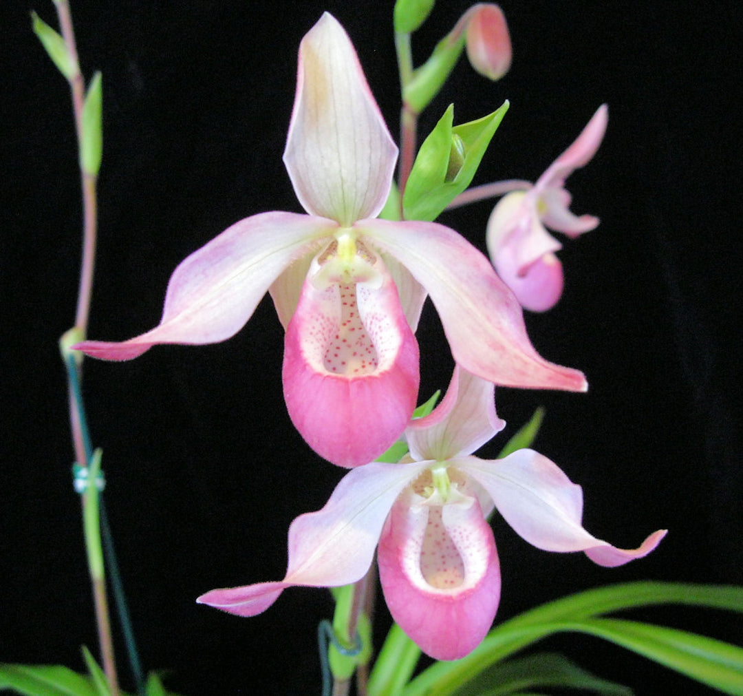 Phragmipedium Sedeni