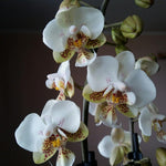 Carica l&#39;immagine nel visualizzatore Galleria, Phalaenopsis Brother Pico Chip (Petite Pink × stuartiana)
