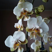 Phalaenopsis Brother Pico Chip (Petite Pink × stuartiana)