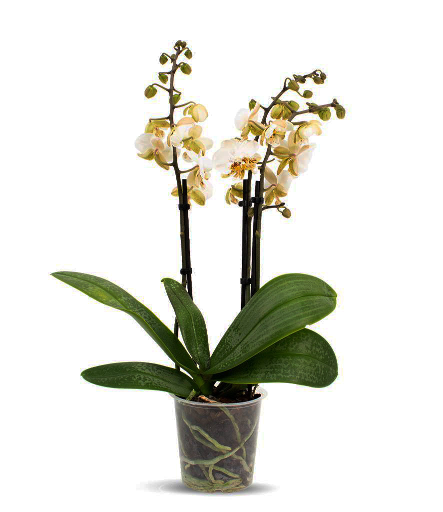 Phalaenopsis Brother Pico Chip (Petite Pink × stuartiana)