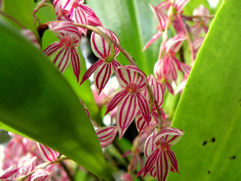 Pleurothallis secunda