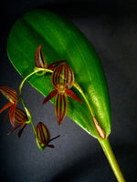 Carica l&#39;immagine nel visualizzatore Galleria, Pleurothallis secunda
