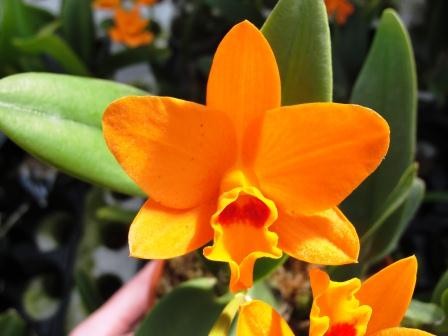 Potinara Shinfong Little Sun "Young Min Golden Boy"