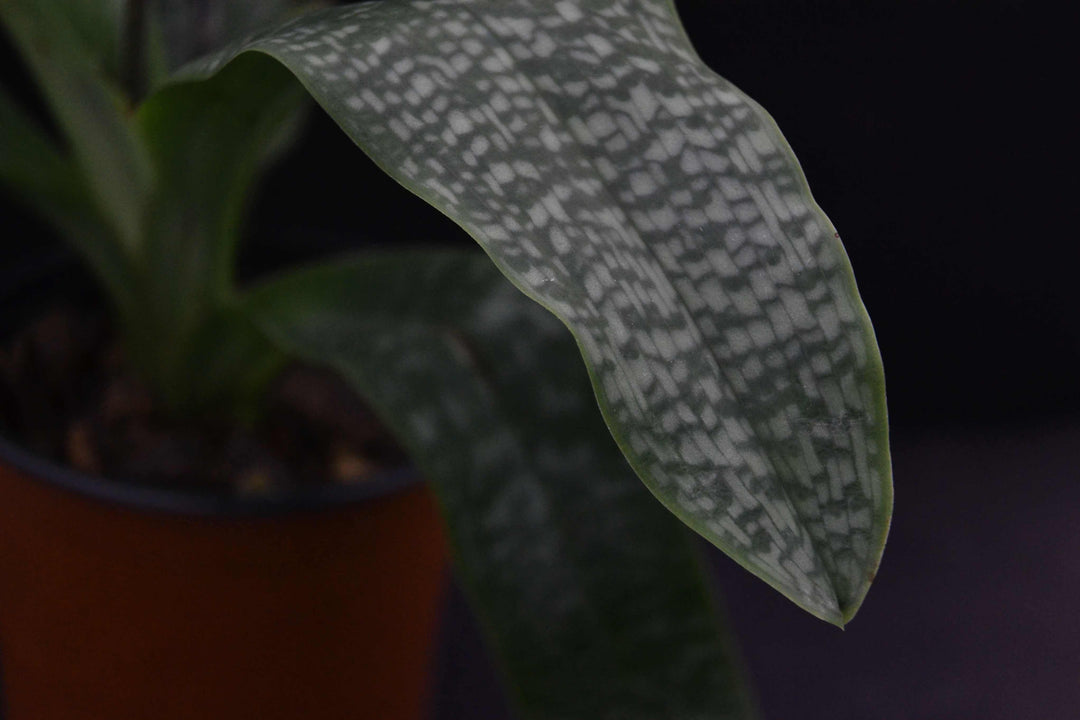 Paphiopedilum pinocchio