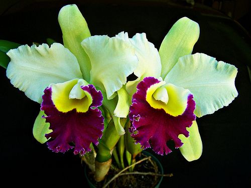 Blc. Pratum Green 'Boonserm' HCC/AOS