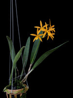 Carica l&#39;immagine nel visualizzatore Galleria, Procatavola Golden Peacock
