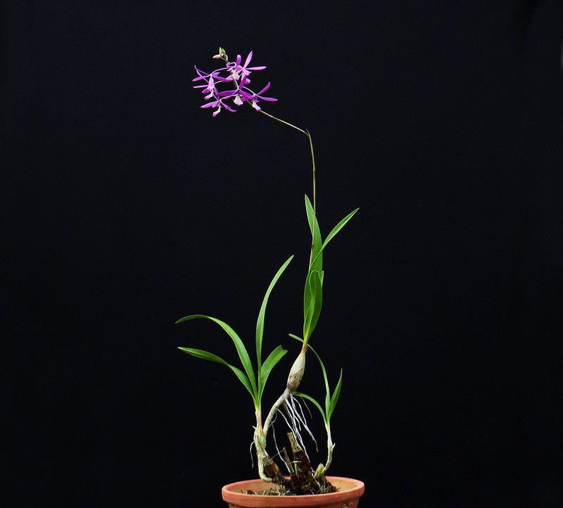 Pseudolaelia vellozicola