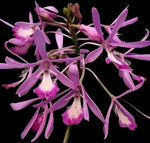 Carica l&#39;immagine nel visualizzatore Galleria, Pseudolaelia vellozicola
