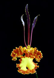 Psychopsis Mariposa