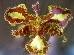 Carica l&#39;immagine nel visualizzatore Galleria, Psychopsis Mariposa &quot;Peloric&quot;
