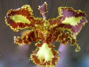 Psychopsis Mariposa "Peloric"