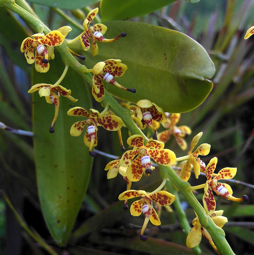 Pteroceras longicalcareum