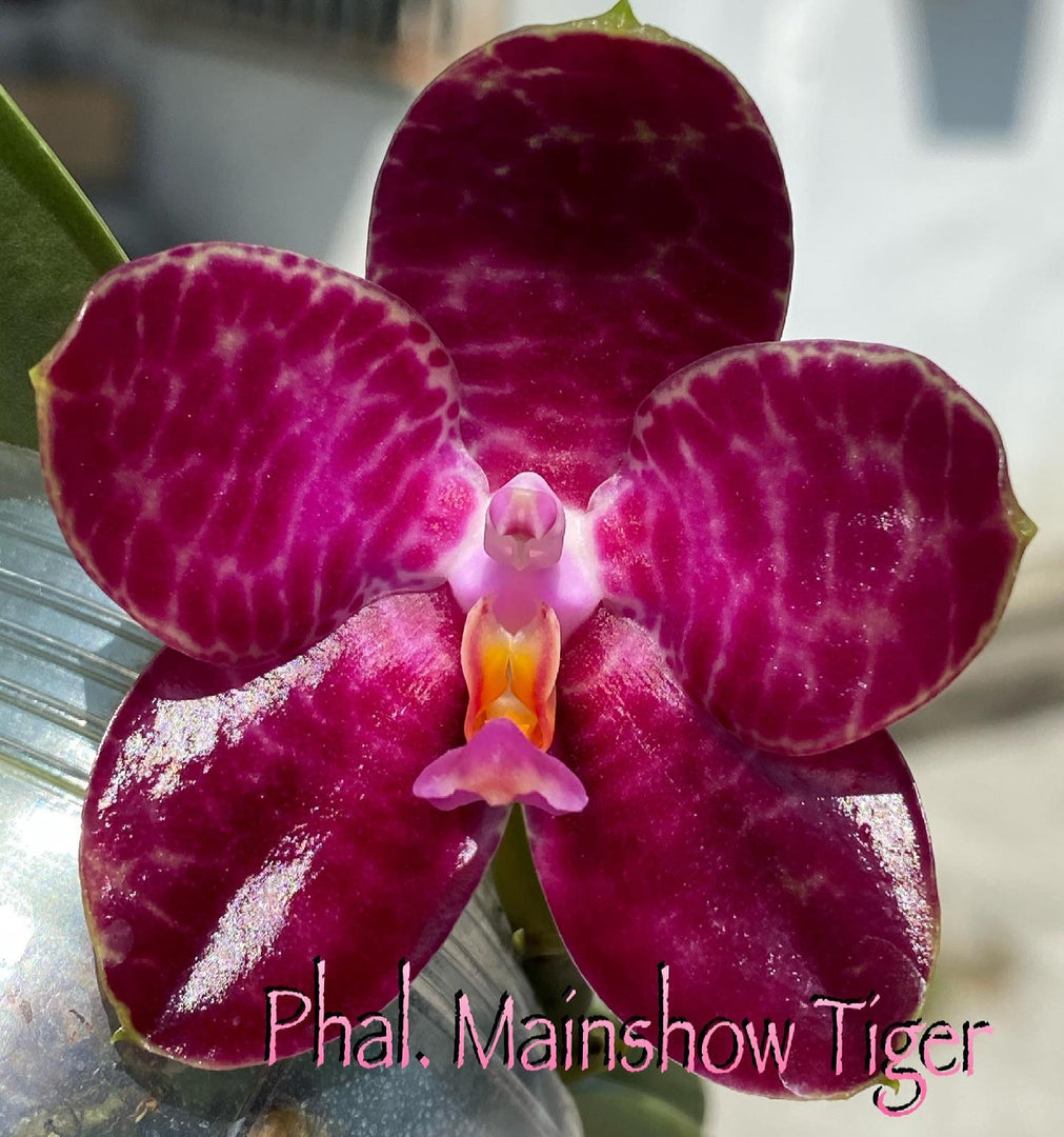 Phalaenopsis Mainshow Tiger (gigantea ‘MS’ x Miro Super Start ‘MO198’) Mainshow