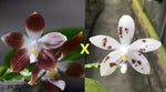 Carica l'immagine nel visualizzatore Galleria, Phalaenopsis tetraspis var. coffee Mainshow