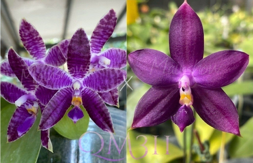 Phalaenopsis Mainshow Blue Tint (KS Blue Ludde 1607 x Lioulin Bluebird 'dark blue flat') Mainshow